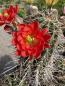 Preview: Echinocereus polyacanthus